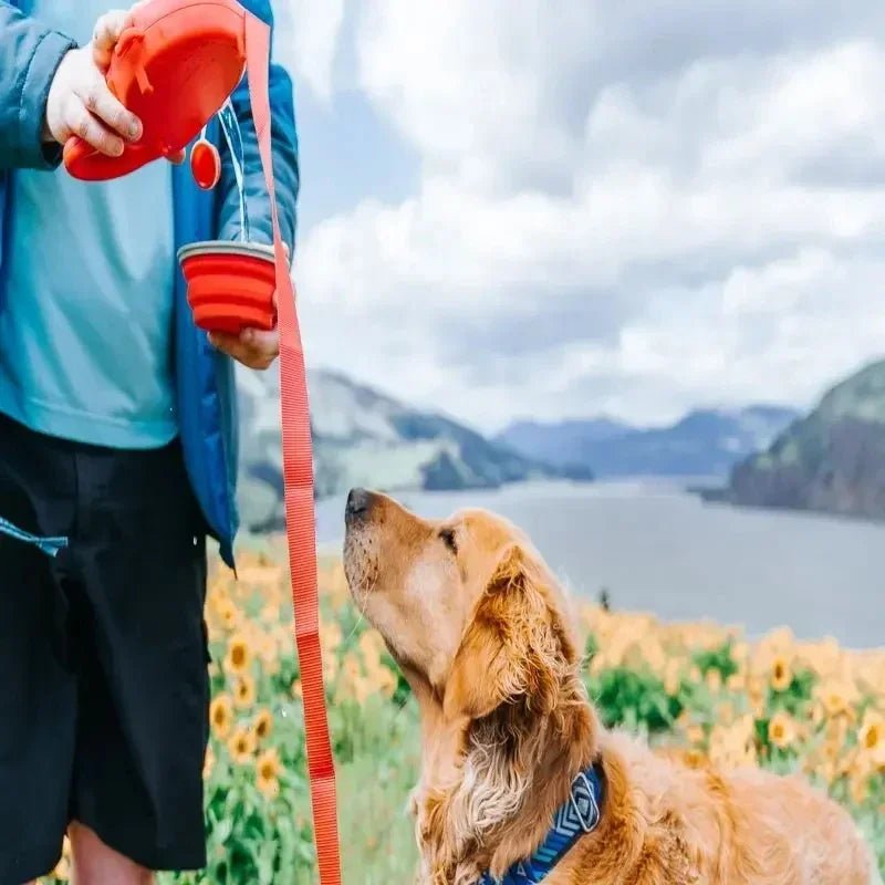 Convenient multifunctional pet leash with water bottle and collapsible bowl for outdoor adventures