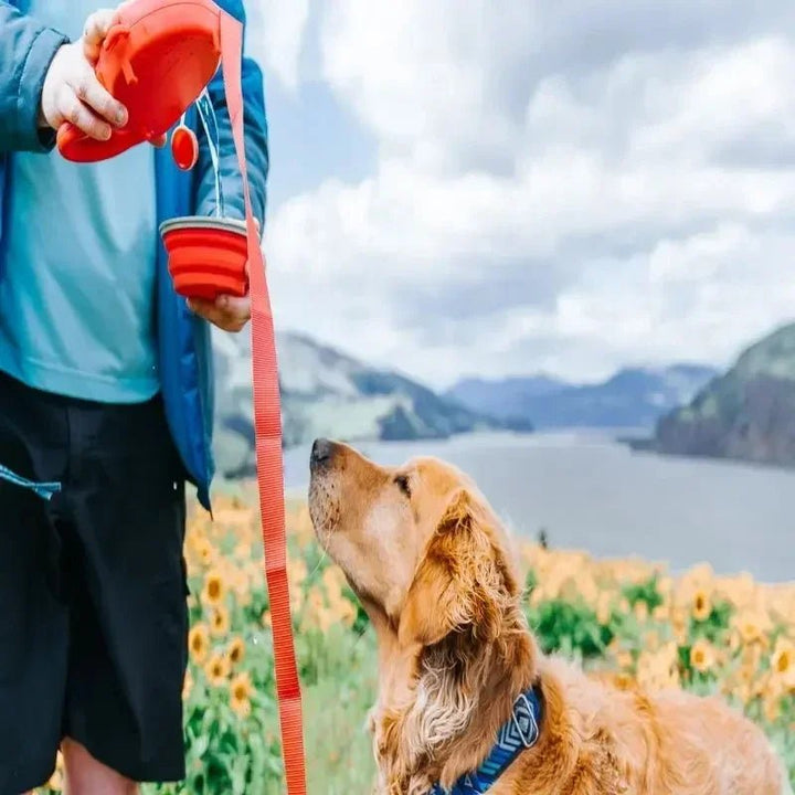 Convenient multifunctional pet leash with water bottle and collapsible bowl for outdoor adventures