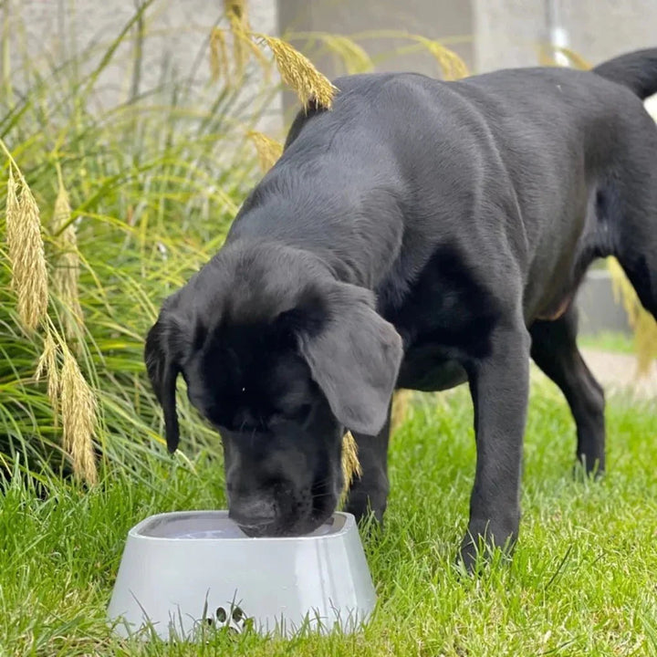 Essential dog bowl: no-spill technology, keeps water fresh & clean