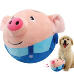 Pig male (blue)