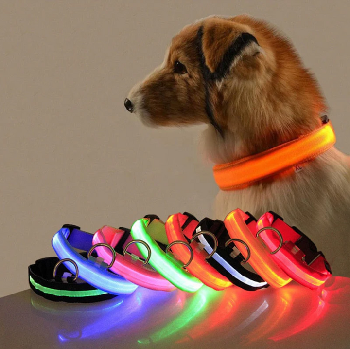 Bright LED dog collar, a visible pet safety accessory perfect for night walks and dog fashion.