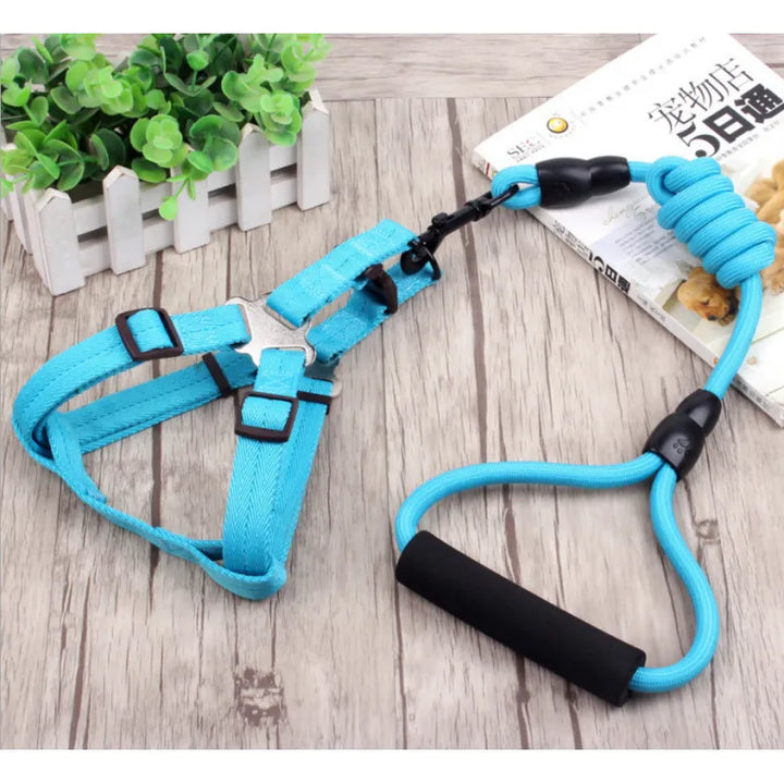 Colorful dog harness assortment with lead, featuring adjustable straps & secure buckles