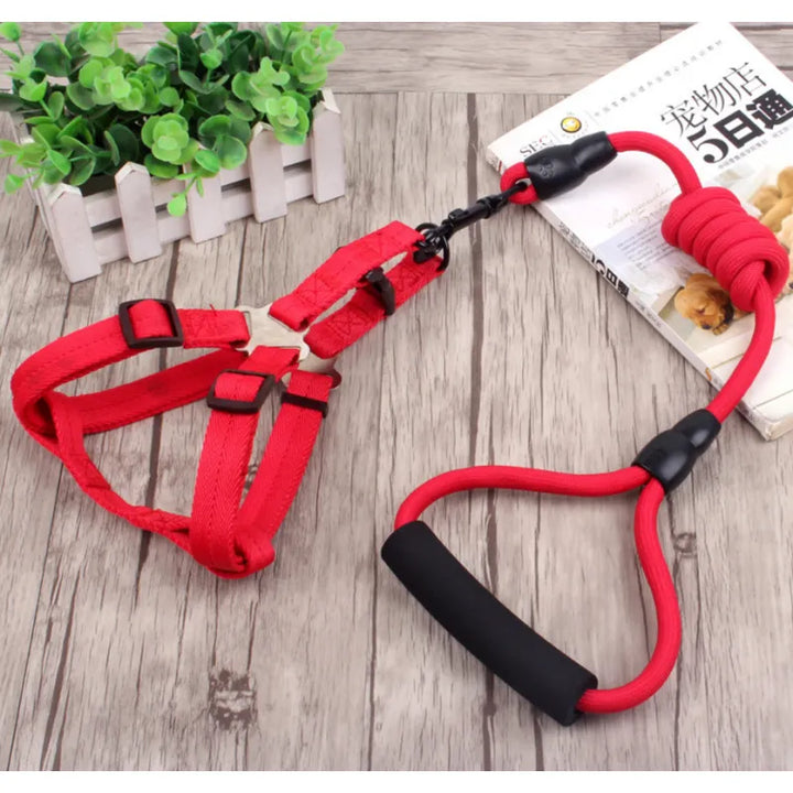 Close-up of an adjustable dog harness buckle, showing robust pet safety features