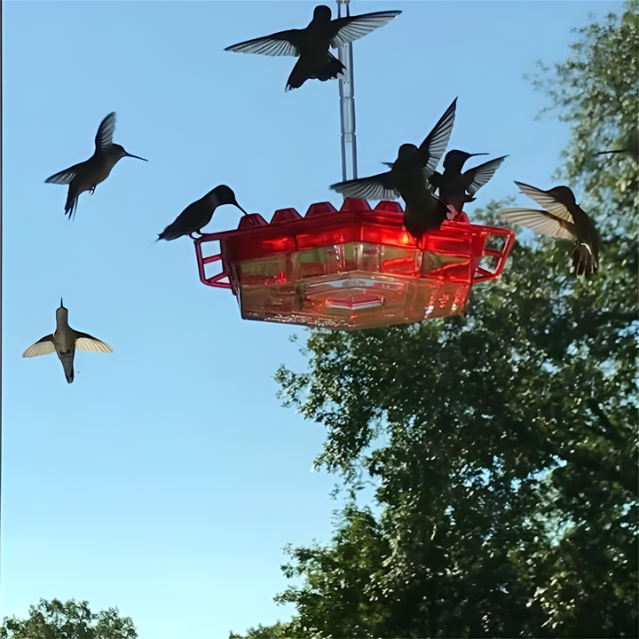 Durable polycarbonate hummingbird feeder for garden decor. Ant moat & bee deterrent ensure pest-free nectar.