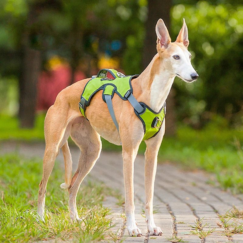 Close-up of adjustable strap on reflective waterproof dog harness, Oxford fabric texture.