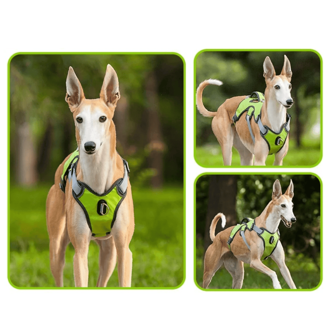 Large dog in a blue durable waterproof pet harness, reflective for night time safety.
