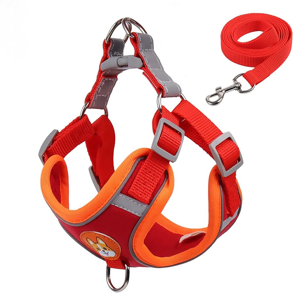 Dog wearing a reflective, adjustable harness, walking safely on a leash outdoors
