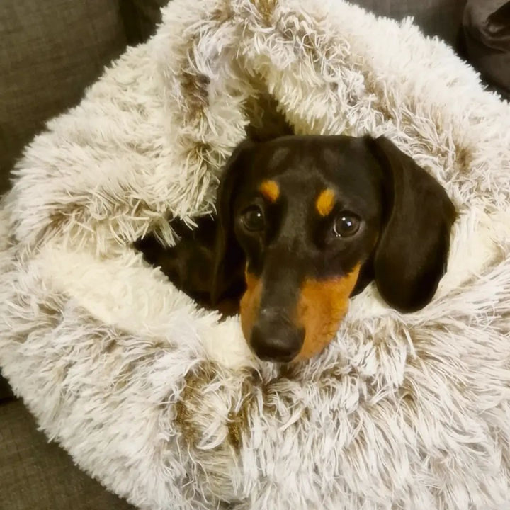 Comfortable small dog bed with a self-warming faux fur half-cave design, perfect for burrowing pets.
