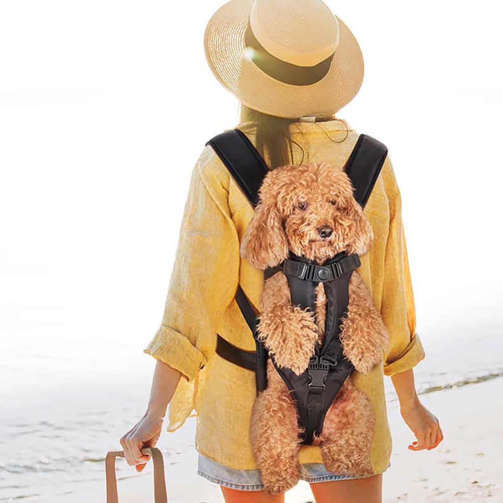 Front view of a small dog peeking from a gray travel pet backpack, outdoor gear