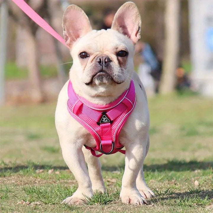 Outdoor dog gear: small reflective no-pull harness, perfect for safe and effective walk training.
