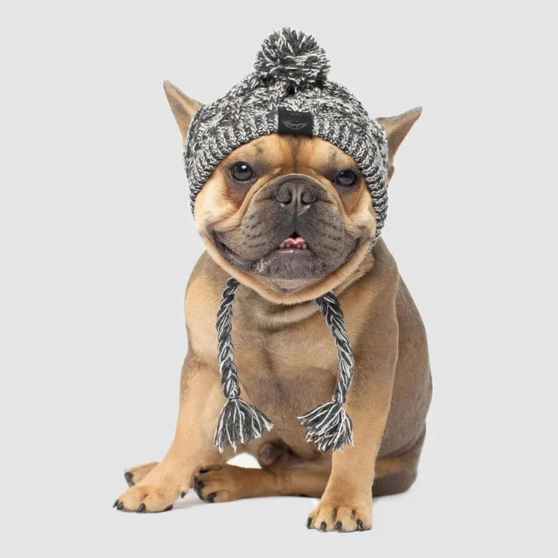 Dog in a purple knit winter hat with white pom-pom, demonstrating cozy dog fashion.