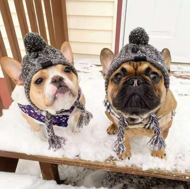 Close-up of a small dog wearing a fashionable purple knitted bobble hat for winter.
