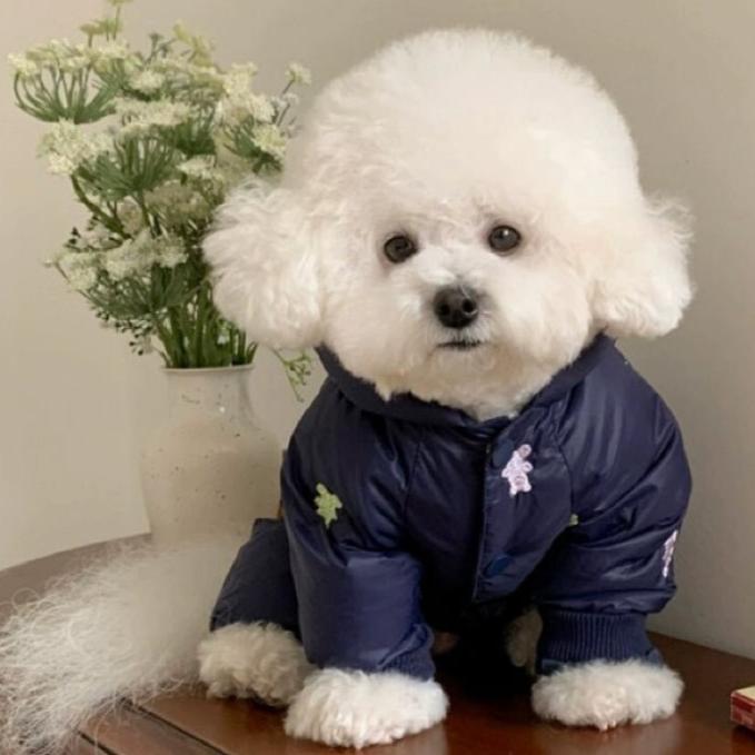 Small dog winter jumpsuit jacket with cute bear pattern, cozy pet apparel for warmth.