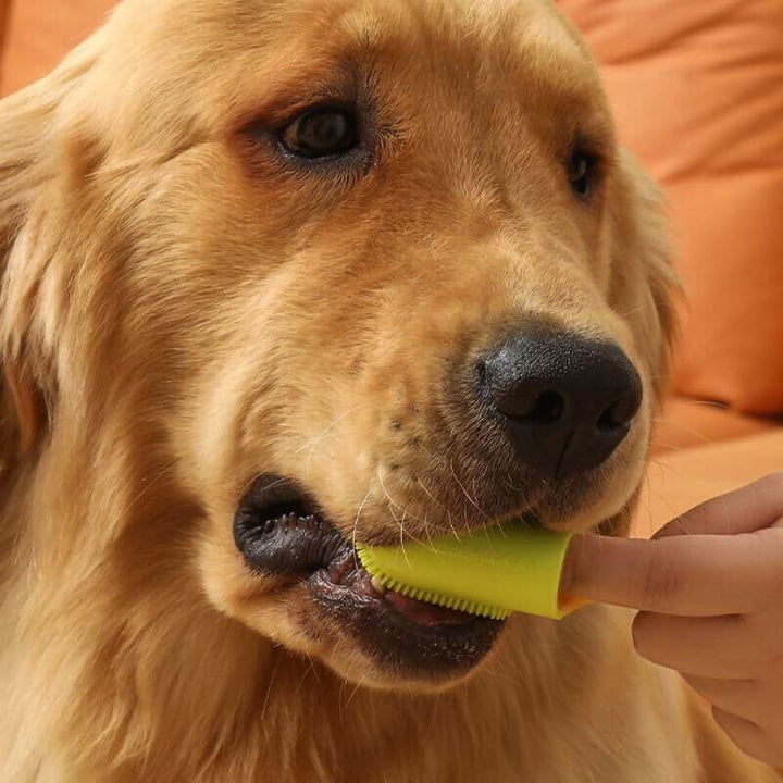 Pet owner using a finger toothbrush to clean a dog's teeth, highlighting easy dental care.