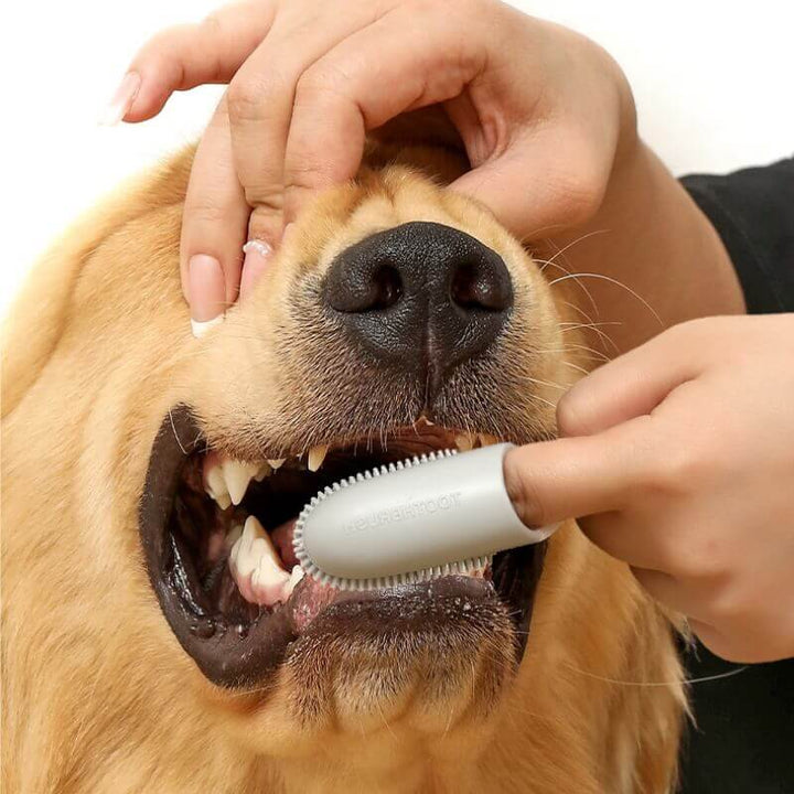 Close-up of a pet finger toothbrush, ideal for cat and dog dental care and bad breath solution.