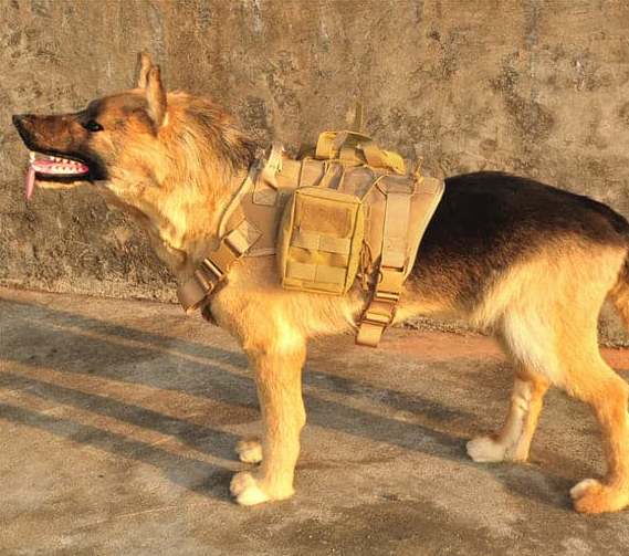 Military-grade dog harness with integrated elastic leash, ideal for pet training and adventure gear
