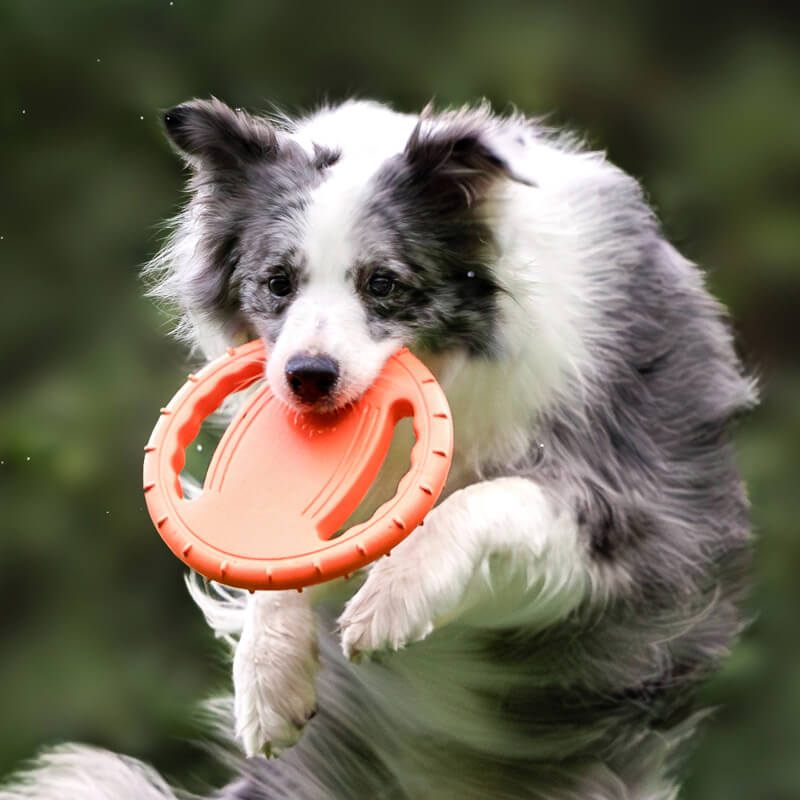 Unisex dog flying disc toy, durable EVA material for interactive fetch and outdoor play.