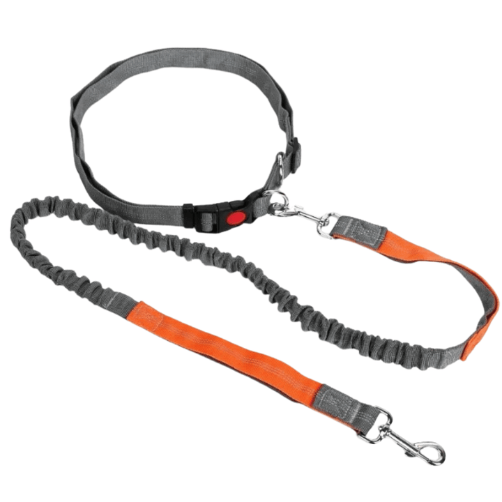 Person wearing a hands-free retractable dog leash with their dog, enjoying a walk outdoors