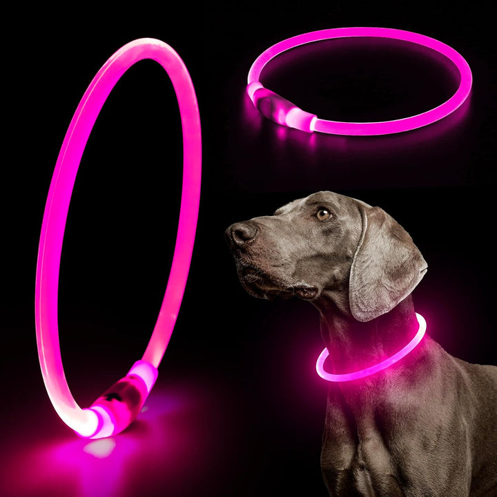 Dog wearing a glowing LED safety collar, USB rechargeable, during an evening walk