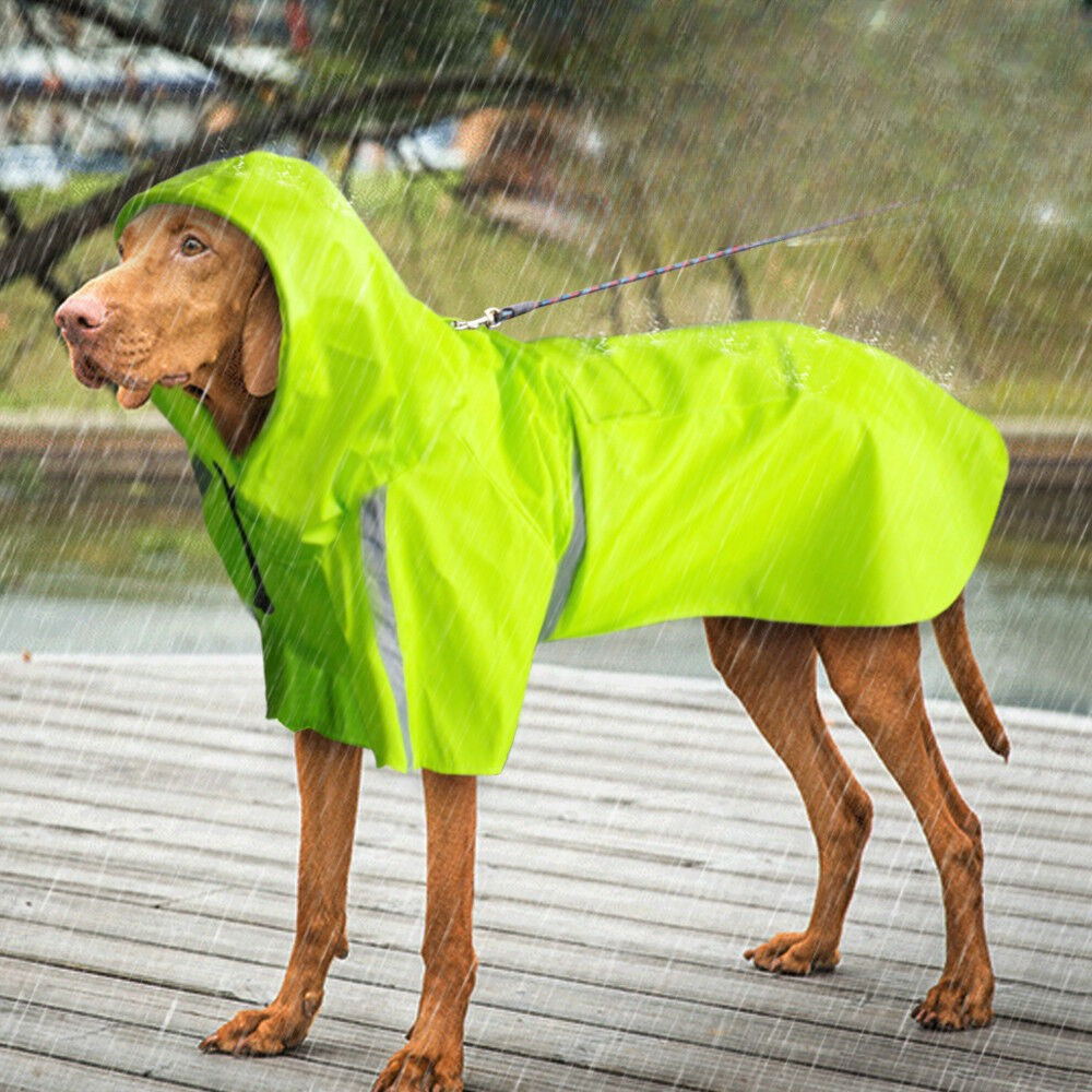 Greyhound wearing a sleek, lightweight dog jacket, providing excellent rain protection