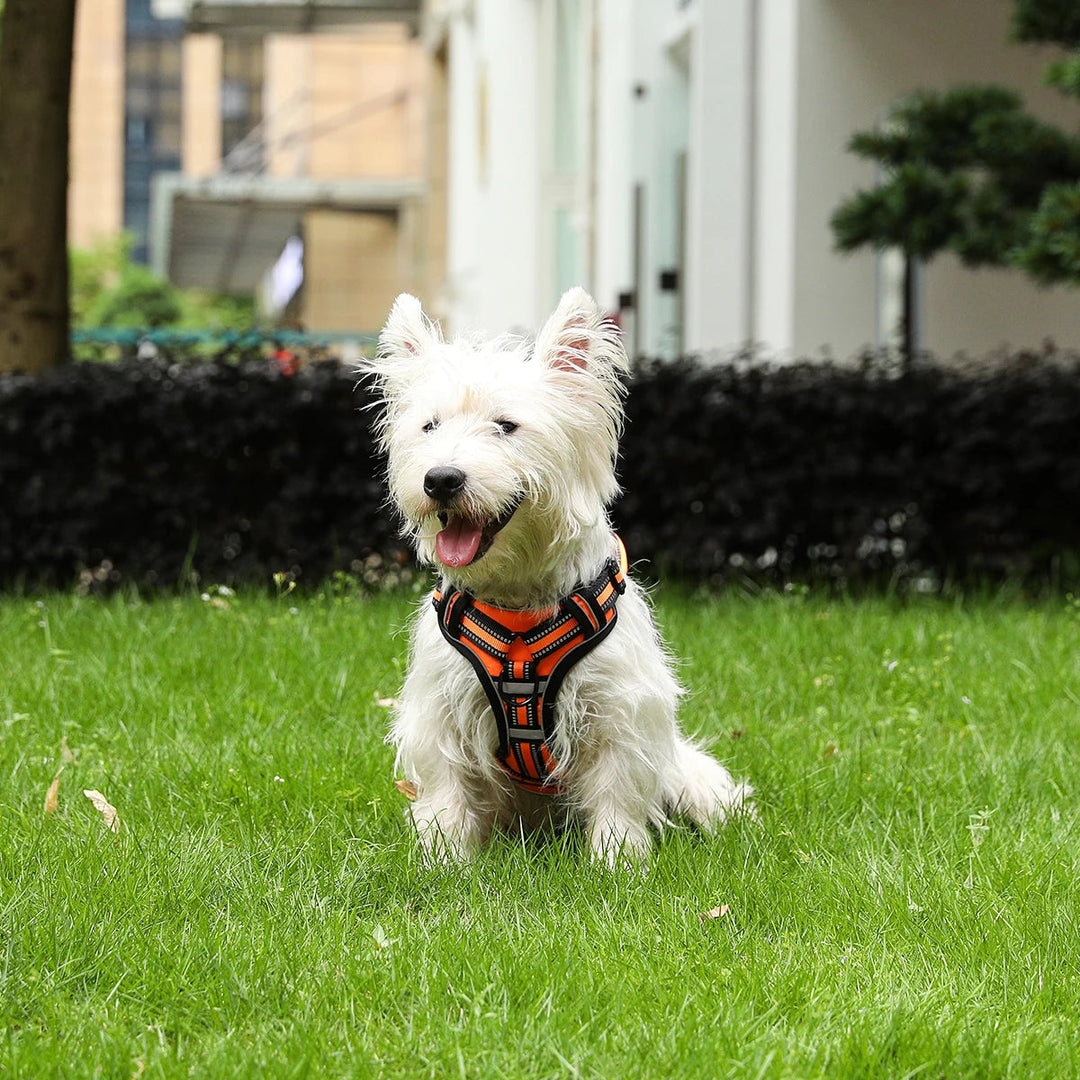 Dog harness with breathable mesh padding, ensuring comfort during walks