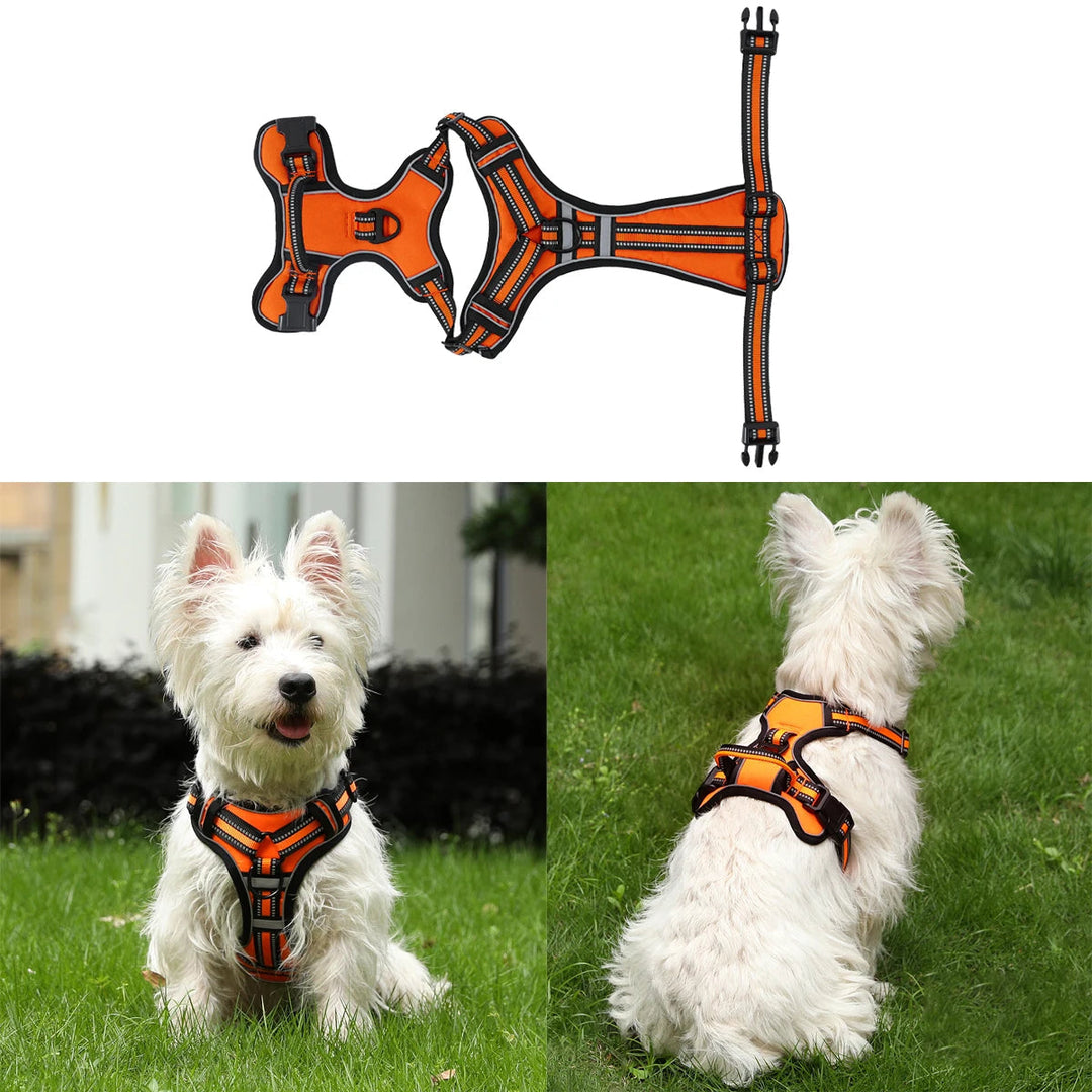 Dog enjoying outdoor walk in a durable, reflective pet harness, ideal for safety