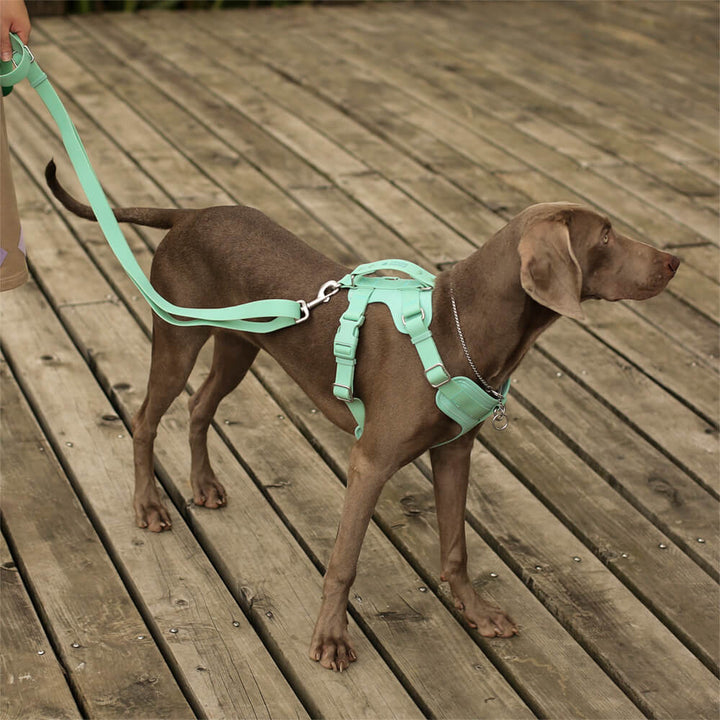 Unisex waterproof dog walk set with no-pull harness and leash, antibacterial pet accessory