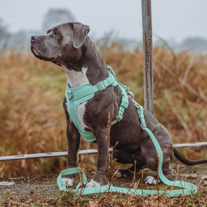 Eco-friendly waterproof dog harness and leash set for comfortable outdoor pet walks
