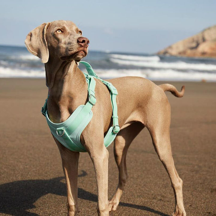 Adjustable unisex waterproof dog harness and matching leash for all pet sizes