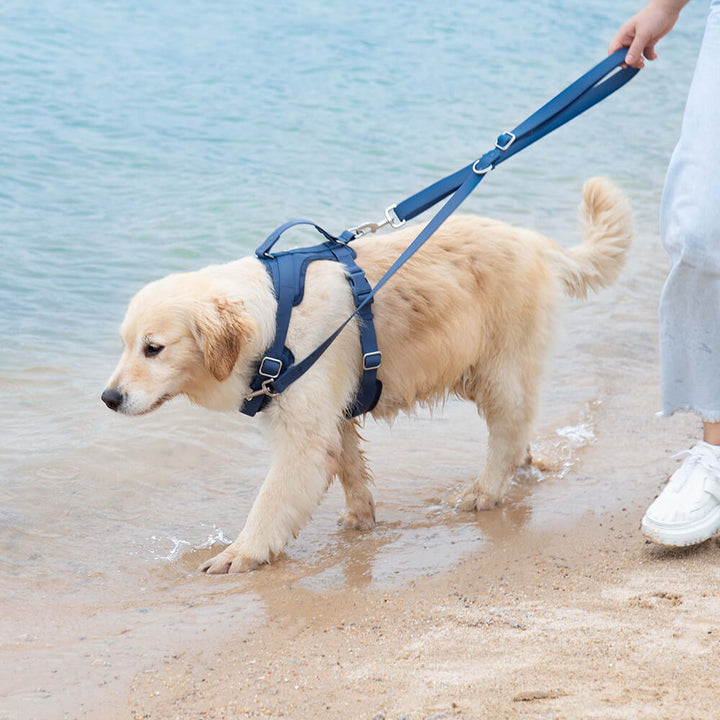 Outdoor dog gear: waterproof no-pull harness and sturdy leash for daily walks