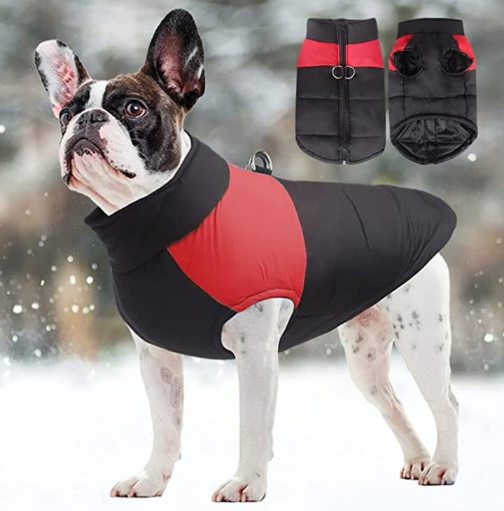 Outdoor dog gear: winter pet coat, waterproof and lined for canine protection