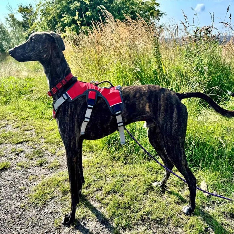 Waterproof dog harness with reflective strips, adjustable for medium to large dogs, side view.