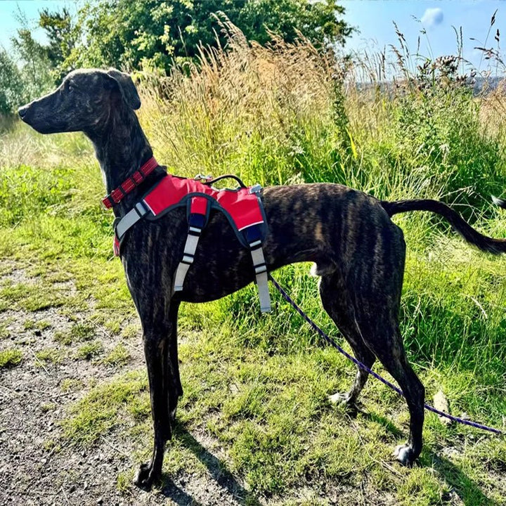 Waterproof dog harness with reflective strips, adjustable for medium to large dogs, side view.