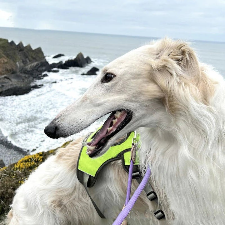 Durable waterproof dog harness with reflective accents, ideal for outdoor pet safety.