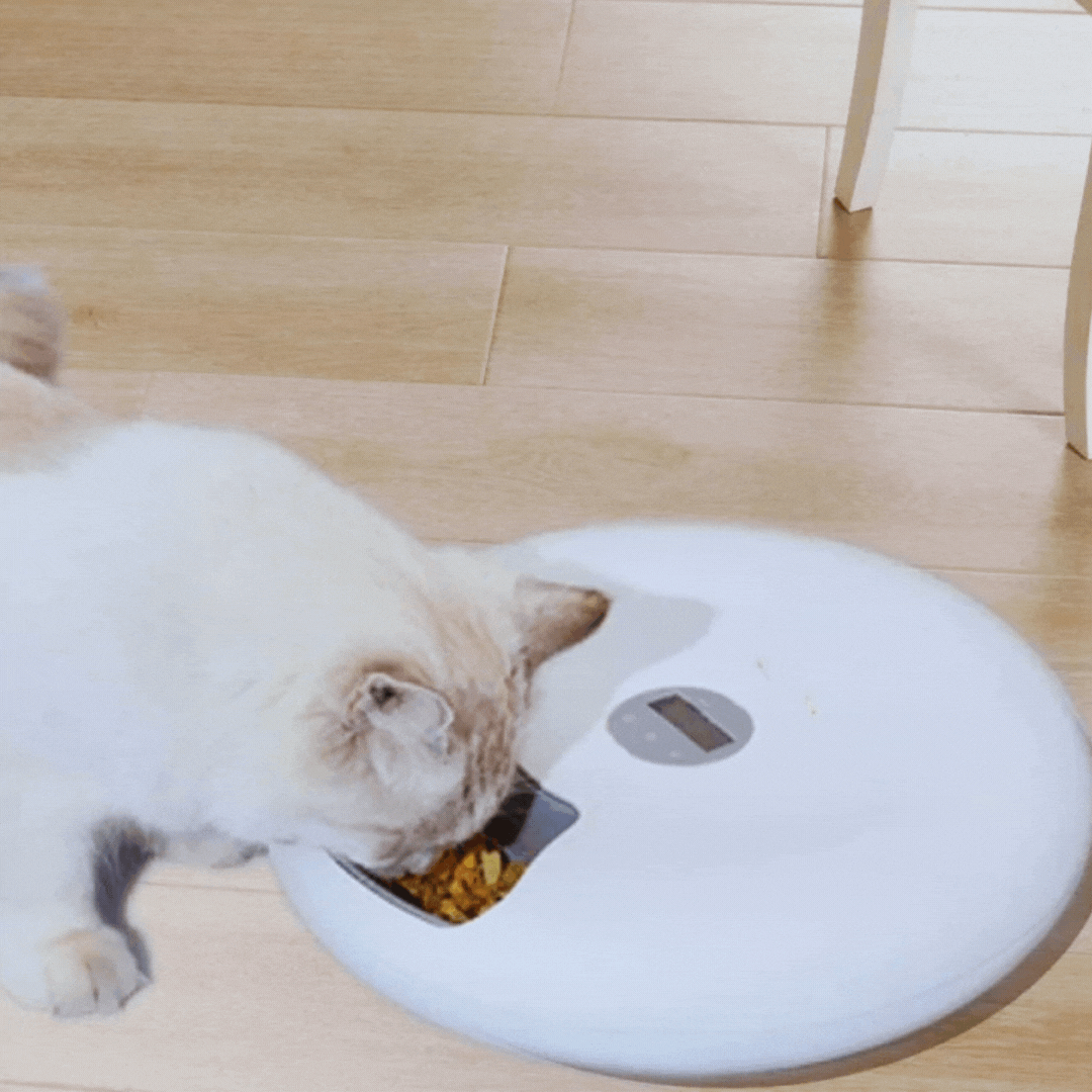 White automatic pet food dispenser, digital screen, hygienic bowl for cats & dogs